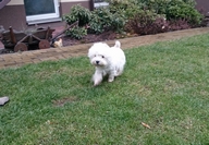 Sugar Star FCI, Hodowla West Highland White Terrier, West Highland White Terriery