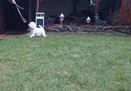 Sugar Star FCI, Hodowla West Highland White Terrier, West Highland White Terriery