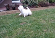 Sugar Star FCI, Hodowla West Highland White Terrier, West Highland White Terriery
