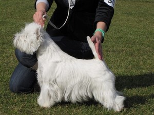 Sugar Star FCI, West Highland White Terrier Zucht, West Highland White Terriers