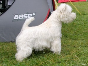 Sugar Star FCI, West Highland White Terrier Zucht, West Highland White Terriers