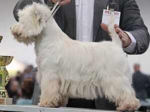 Sugar Star FCI, West Highland White Terrier Zucht, West Highland White Terriers