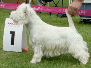 Sugar Star FCI, West Highland White Terrier Zucht, West Highland White Terriers