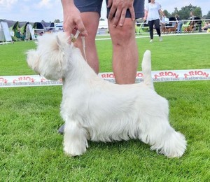 Sugar Star FCI, Hodowla West Highland White Terrier, West Highland White Terriery