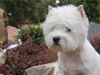 Sugar Star FCI, West Highland White Terrier Zucht, West Highland White Terriers