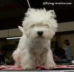 Sugar Star FCI, West Highland White Terrier Zucht, West Highland White Terriers