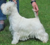 Sugar Star FCI, West Highland White Terrier Zucht, West Highland White Terriers