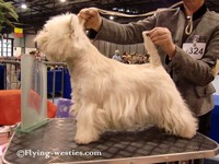 Sugar Star FCI, West Highland White Terrier Zucht, West Highland White Terriers