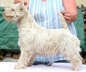 Sugar Star FCI, West Highland White Terrier Zucht, West Highland White Terriers