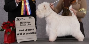 Sugar Star FCI, West Highland White Terrier Zucht, West Highland White Terriers