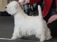 Sugar Star FCI, West Highland White Terrier Zucht, West Highland White Terriers
