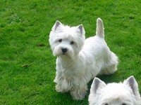 Sugar Star FCI, West Highland White Terrier Zucht, West Highland White Terriers