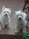 Sugar Star FCI, West Highland White Terrier Zucht, West Highland White Terriers