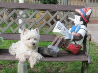 Sugar Star FCI, West Highland White Terrier Zucht, West Highland White Terriers