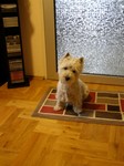 Sugar Star FCI, West Highland White Terrier Zucht, West Highland White Terriers
