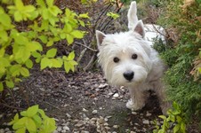 Sugar Star FCI, West Highland White Terrier Zucht, West Highland White Terriers