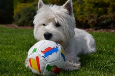 Sugar Star FCI, West Highland White Terrier Zucht, West Highland White Terriers