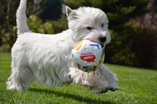 Sugar Star FCI, West Highland White Terrier Zucht, West Highland White Terriers