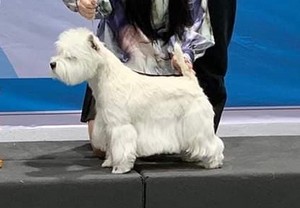 Sugar Star FCI, Hodowla West Highland White Terrier, West Highland White Terriery