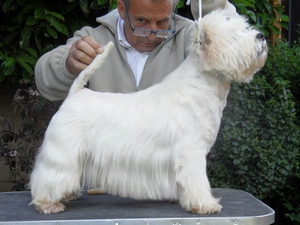 Sugar Star FCI, West Highland White Terrier Zucht, West Highland White Terriers