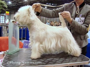 Sugar Star FCI, West Highland White Terrier Zucht, West Highland White Terriers