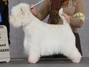 Sugar Star FCI, West Highland White Terrier Zucht, West Highland White Terriers