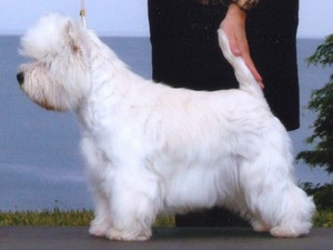 Sugar Star FCI, West Highland White Terrier Zucht, West Highland White Terriers