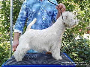 Sugar Star FCI, West Highland White Terrier Zucht, West Highland White Terriers