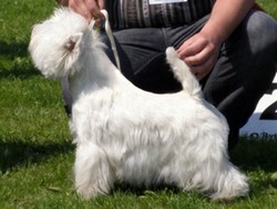 Sugar Star FCI, Hodowla West Highland White Terrier, West Highland White Terriery
