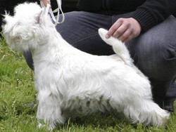 Sugar Star FCI, Hodowla West Highland White Terrier, West Highland White Terriery