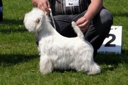 Sugar Star FCI, Hodowla West Highland White Terrier, West Highland White Terriery