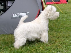 Sugar Star FCI, Hodowla West Highland White Terrier, West Highland White Terriery