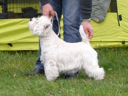 Sugar Star FCI, Hodowla West Highland White Terrier, West Highland White Terriery