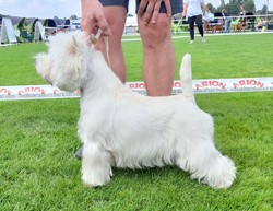 Sugar Star FCI, Hodowla West Highland White Terrier, West Highland White Terriery