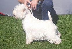 Sugar Star FCI, Hodowla West Highland White Terrier, West Highland White Terriery