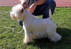 Sugar Star FCI, Hodowla West Highland White Terrier, West Highland White Terriery