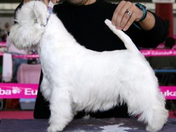 Sugar Star FCI, Hodowla West Highland White Terrier, West Highland White Terriery
