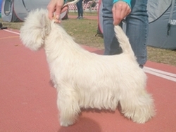 Sugar Star FCI, Hodowla West Highland White Terrier, West Highland White Terriery
