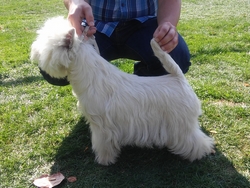 Sugar Star FCI, Hodowla West Highland White Terrier, West Highland White Terriery