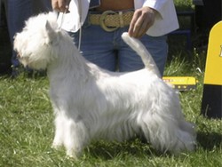 Sugar Star FCI, Hodowla West Highland White Terrier, West Highland White Terriery