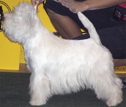 Sugar Star FCI, Hodowla West Highland White Terrier, West Highland White Terriery