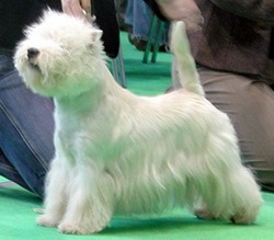 Sugar Star FCI, Hodowla West Highland White Terrier, West Highland White Terriery