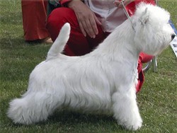 Sugar Star FCI, Hodowla West Highland White Terrier, West Highland White Terriery