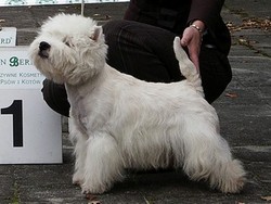 Sugar Star FCI, Hodowla West Highland White Terrier, West Highland White Terriery