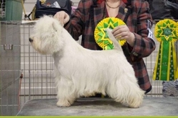 Sugar Star FCI, Hodowla West Highland White Terrier, West Highland White Terriery