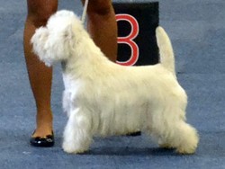 Sugar Star FCI, Hodowla West Highland White Terrier, West Highland White Terriery