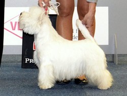 Sugar Star FCI, Hodowla West Highland White Terrier, West Highland White Terriery