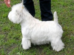 Sugar Star FCI, Hodowla West Highland White Terrier, West Highland White Terriery