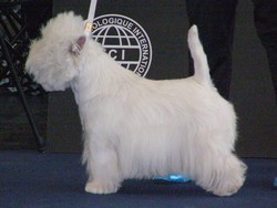 Sugar Star FCI, Hodowla West Highland White Terrier, West Highland White Terriery