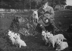 Sugar Star FCI, Hodowla West Highland White Terrier, West Highland White Terriery